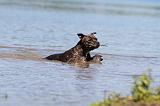 STAFFIE 154